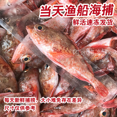 石翁鱼海钓煲汤海鱼新鲜潮汕海鲜水产小红斑小石斑虎头鱼石九公鱼 - 图1