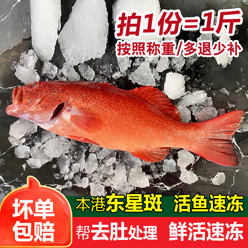 东星斑海鱼海捕新鲜石斑鱼鲜活冷冻潮汕海鲜水产深海红斑瓜子斑鱼 - 图0