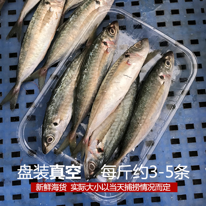 巴浪鱼海捕深海鱼新鲜蓝圆鲹潮汕海鲜水产冷冻刺巴鱼池鱼1斤3-5条-图1