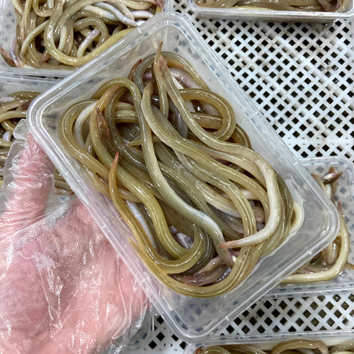 油筷鱼油鳗鱼海捕海鱼筷子鱼油龙潮汕特产海鲜水产蚓鳗小沙鳗鱼 - 图1