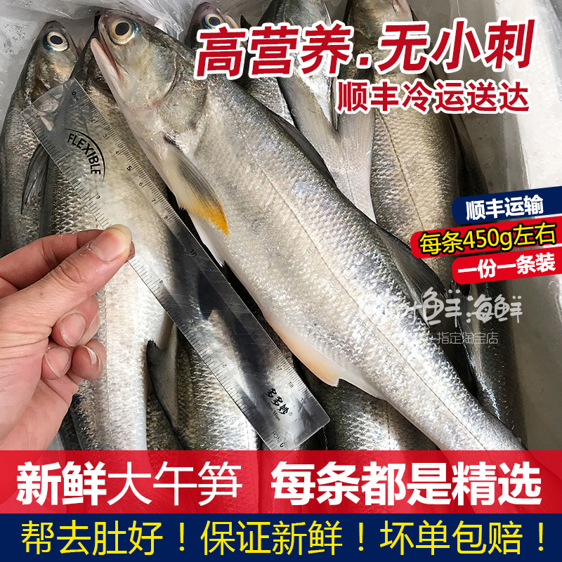 大马友鱼午笋鱼鲜活冷冻海鲜水产新鲜海捕鱼午仔鱼每条450g-550g-图0