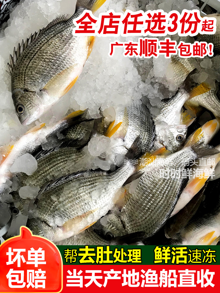 大黄翅鱼2条一斤黄立鱼新鲜海捕潮汕海鲜水产鲜活冷冻黄墙黄脚立 - 图1