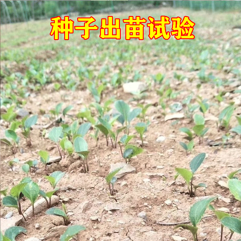 秦岭新苍术种子高出芽率朱砂点苍术种子名贵药材种子苍珠种子 - 图0
