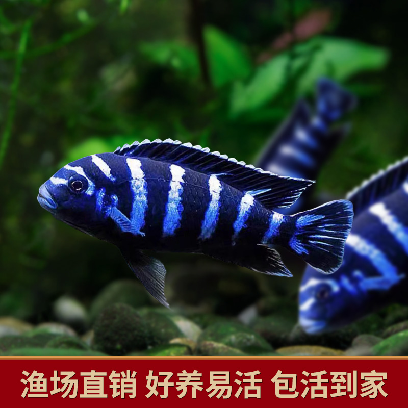 特蓝斑马三湖慈鲷热带观赏鱼水族活体鱼缸岩栖类坦鲷鱼易养艳丽 - 图2