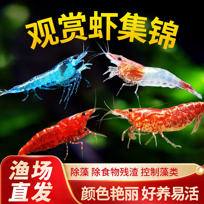 观赏虾除藻虾淡水鲜活黑壳虾清洁鱼耐活好养热带观赏鱼宠物水晶虾,淘宝优惠券,粉丝福利购,淘宝优惠卷