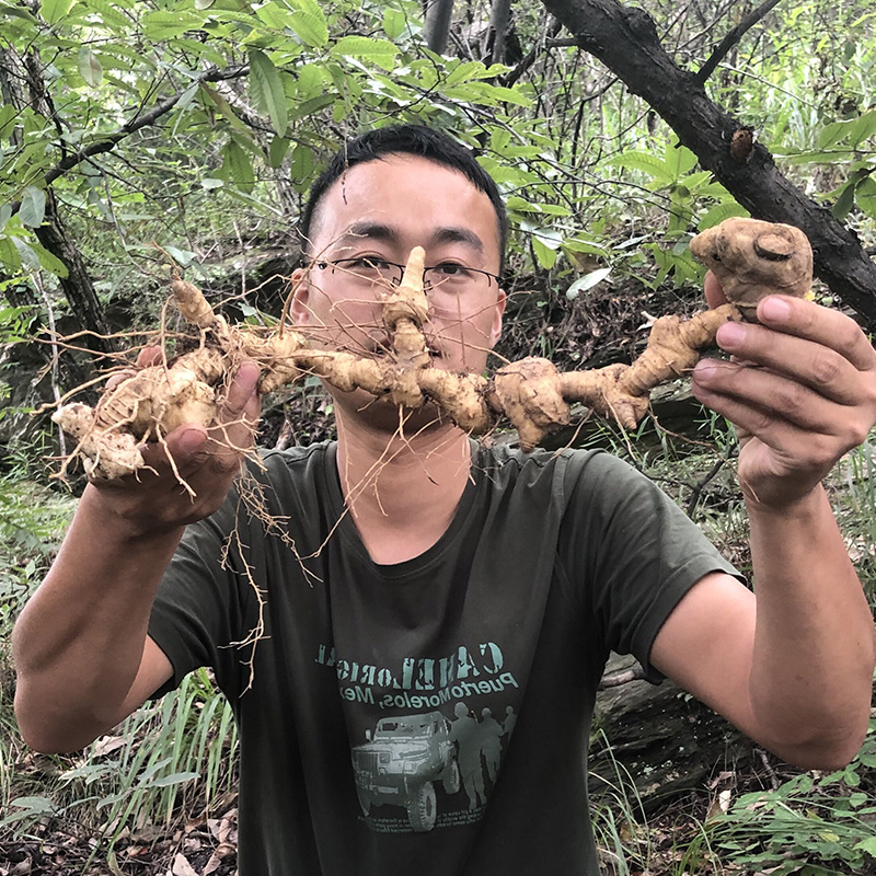 神农架野生鸡头黄精500g中药材滋补男泡茶泡酒人参茶非九蒸九晒制 - 图1