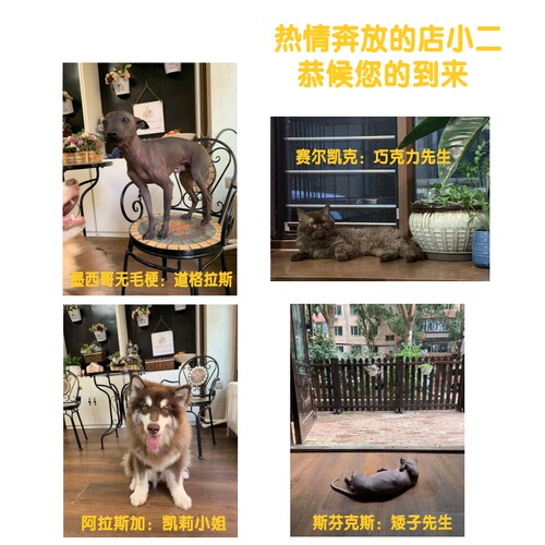 宠物托运手续代随机运猫狗鸽子兔乌龟证航空火车办哈尔滨宠物托运 - 图3