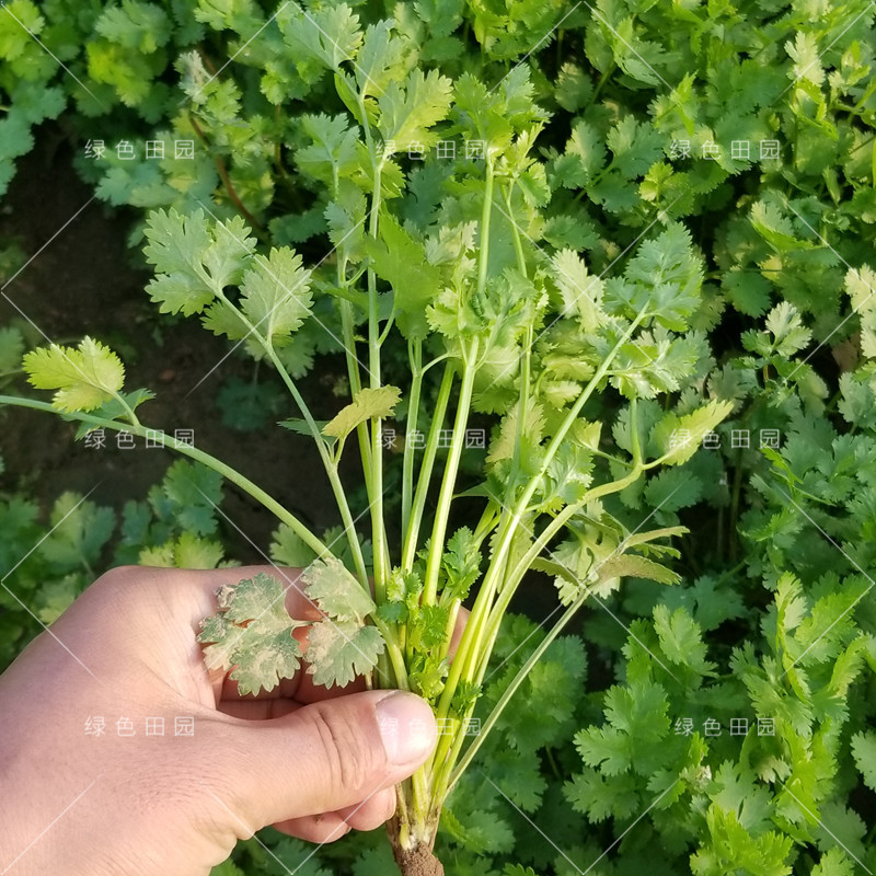 澳洲香菜种子一年四季均可播蔬菜籽夏秋耐热耐寒香味浓芫荽孑 - 图1