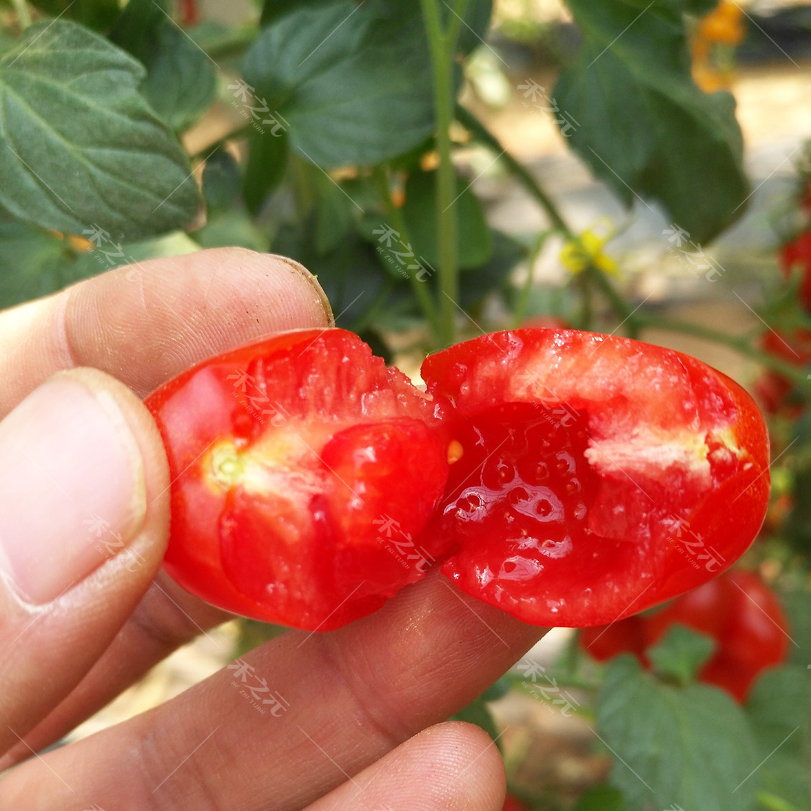 花生果超甜圣女果种子樱桃番茄西红柿种籽盆栽四季春夏秋冬播高产