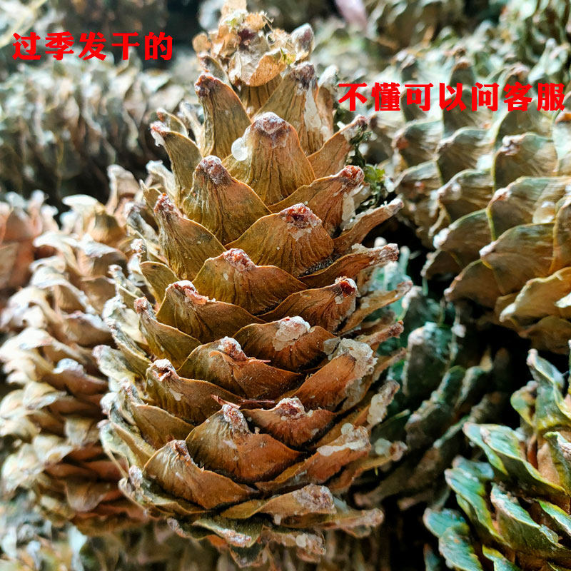 东北野生松果长白山新鲜松塔带松子松鼠粮装饰松果超大红松塔新货-特色谷特产网