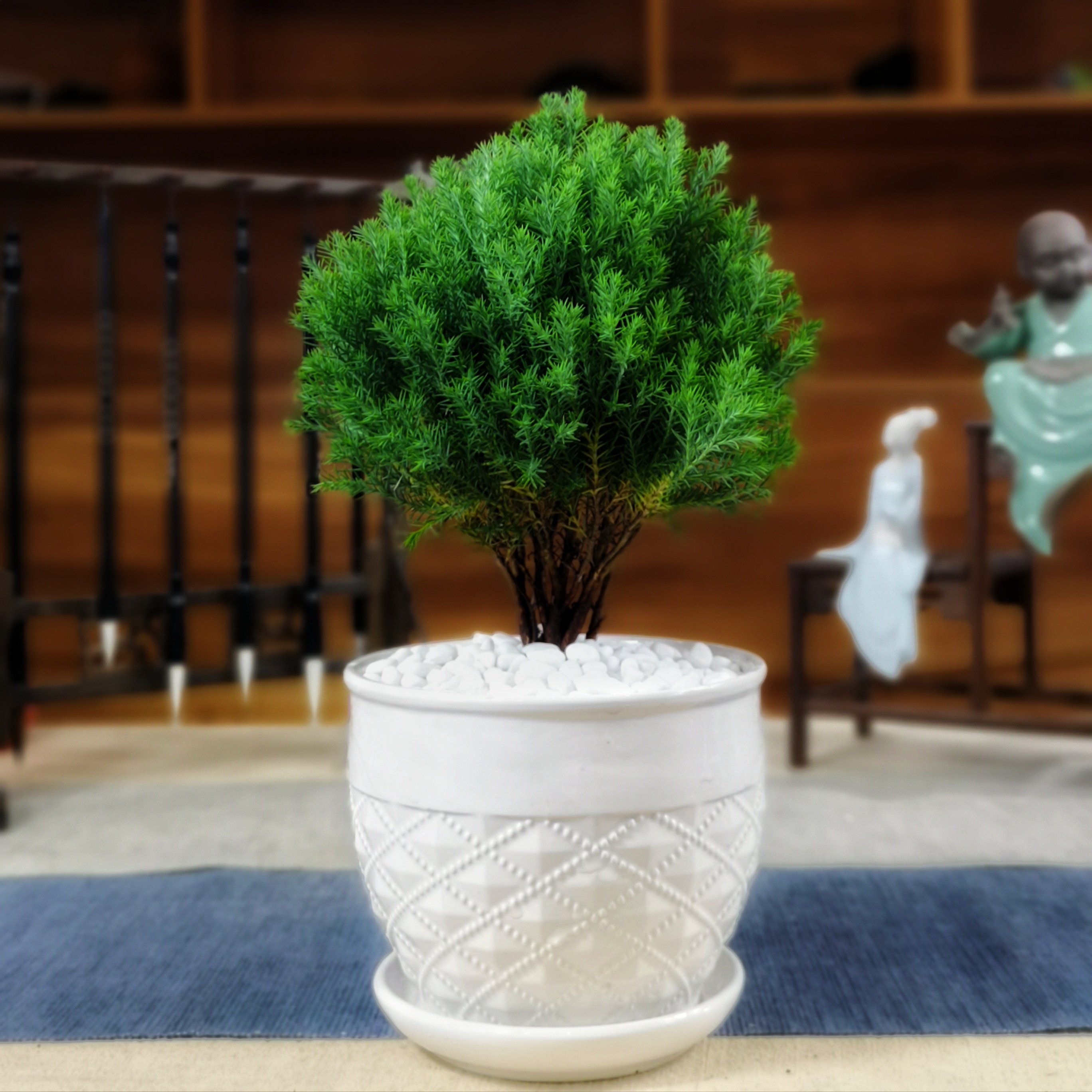 雾凇图片盆栽,雾松,寓意(第17页)_大山谷图库