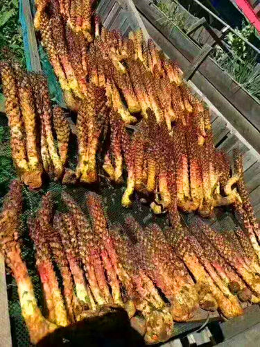 大兴安岭不老草野生草苁蓉泡酒料泡茶列当煲汤野生山苞米新货包邮 - 图1