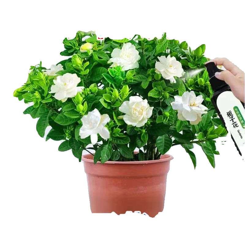 栀子花专用营养液掉治黄叶花苞催花家用盆栽开花专用肥,淘宝优惠券,粉丝福利购,淘宝优惠卷