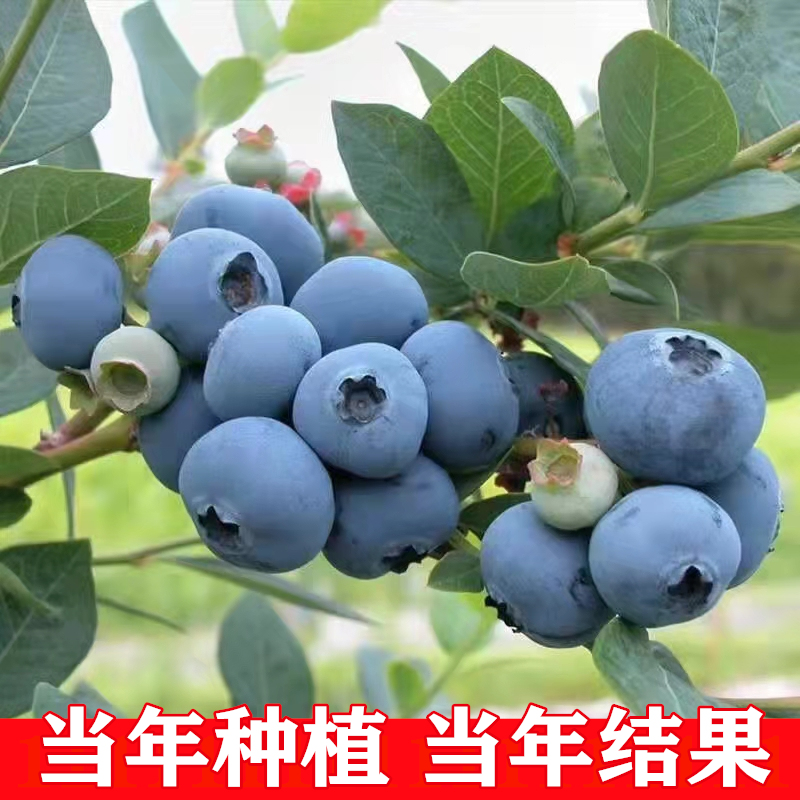 蓝莓果树苗盆栽地栽阳台庭院四季南方北方种植当年结果蓝莓苗带土 - 图0