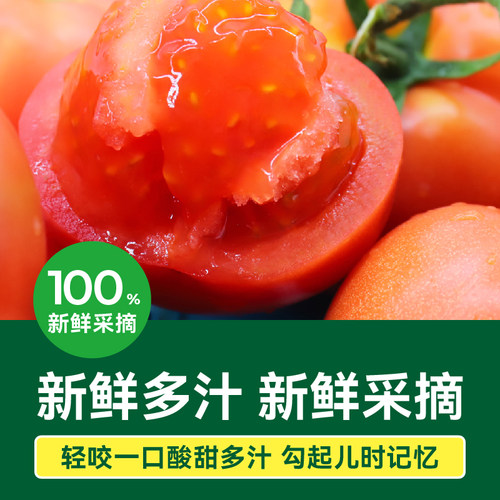 【绿行者】普罗旺斯粉番茄沙瓤西红柿新鲜自然熟当季生吃水果蔬菜 - 图0