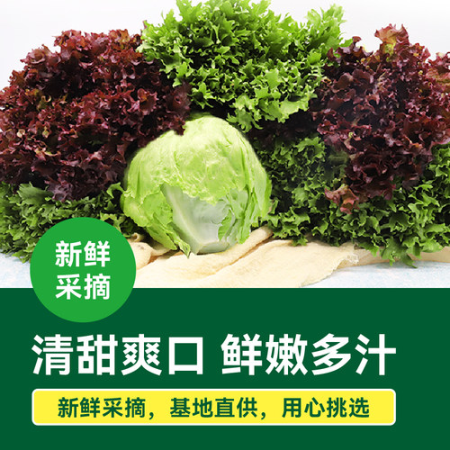 【绿行者】生菜沙拉材料3种生菜组合2斤装低脂混合蔬菜西餐即食C-图3