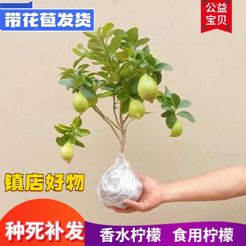 带花苞香水柠檬树苗果树苗柠檬盆栽阳台矮生树苗矮化柠檬树绿植 - 图2