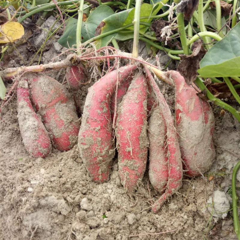 海南澄迈桥头富硒金手指薯新鲜红薯 青穗番薯