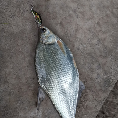 路亚饵米诺微物套装微饵沉水远投淡水小白条马口罗非鳜鱼翘嘴假饵 - 图1