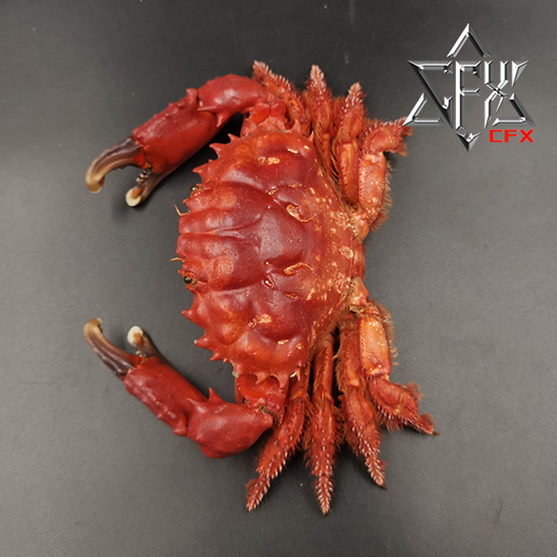 灿烂滑面蟹螃蟹标本教学科普教具海洋生物甲壳类模型摆件个性礼物-图0