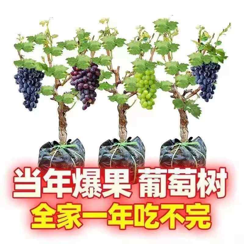 盆栽无籽蓝宝石葡萄树苗当年结果南北方庭院室内外种植爬藤包成活 - 图3