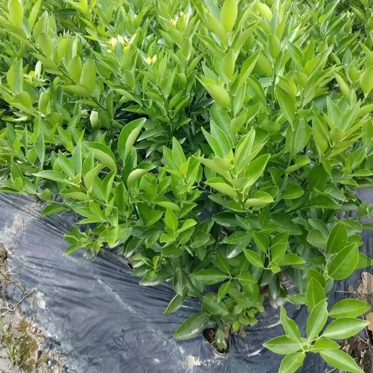 新品正宗金华玳玳果苗盆栽苦橙代代树苗回青橙酸橙带果原土_虎窝淘