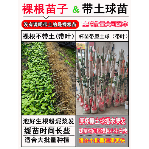 江西赣南脐橙苗嫁接纽荷尔橙子苗卡拉红肉血橙脐橙树苗果树苗包邮 - 图2