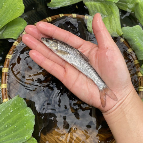 银鳕鱼苗淡水养殖食用大鳞鲃鱼苗鳕鱼苗活鱼苗养殖观赏银雪活鱼苗 - 图1