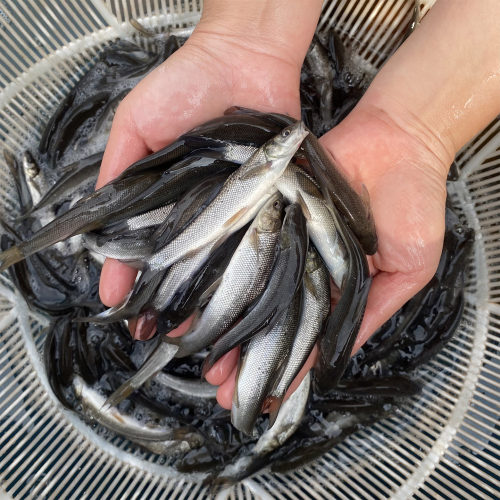 银鳕鱼苗淡水养殖食用大鳞鲃鱼苗鳕鱼苗活鱼苗养殖观赏银雪活鱼苗 - 图3