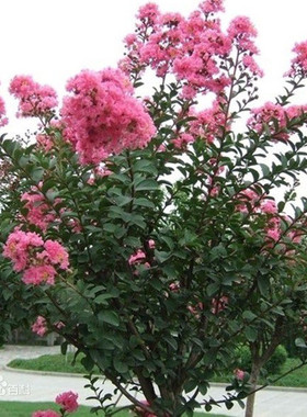 庭院百日红 紫薇树苗紫薇苗红火箭红花紫薇花苗红火球紫薇花树