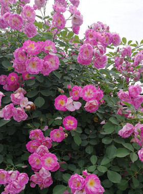 庭院植物攀缘白花蔷薇 无刺白蔷薇花苗 爬藤花卉苗木