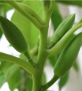 十里飘香白兰花盆栽香味独特室内外庭院植物花卉白玉兰花树苗