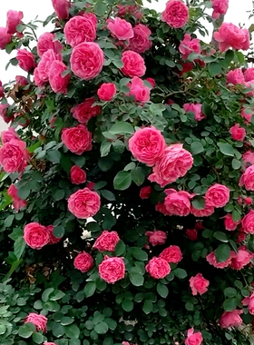 欧洲藤本月季 爬藤植物蔷薇花苗 爬墙花阳台庭院攀援花卉欧月大苗