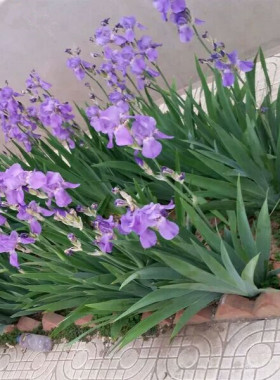 庭院植物蓝色盆栽花卉蝴蝶兰