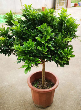 米兰花盆栽植物室内带花浓香花卉四季开花不断好养花卉室外绿植