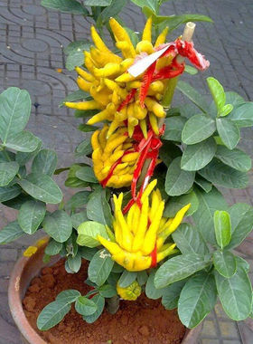 金佛手大苗带果室内植物盆景