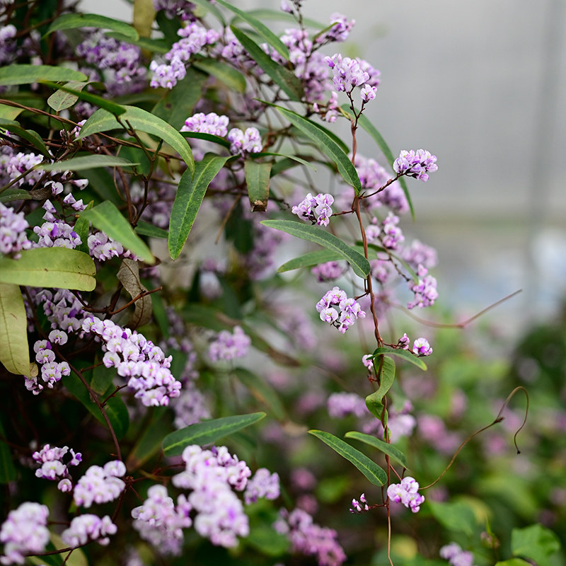 花园鳗哈登柏豆舞姬澳洲小紫藤四季常绿耐热爬藤花卉多年生珊瑚豆,淘宝优惠券,粉丝福利购,淘宝优惠卷