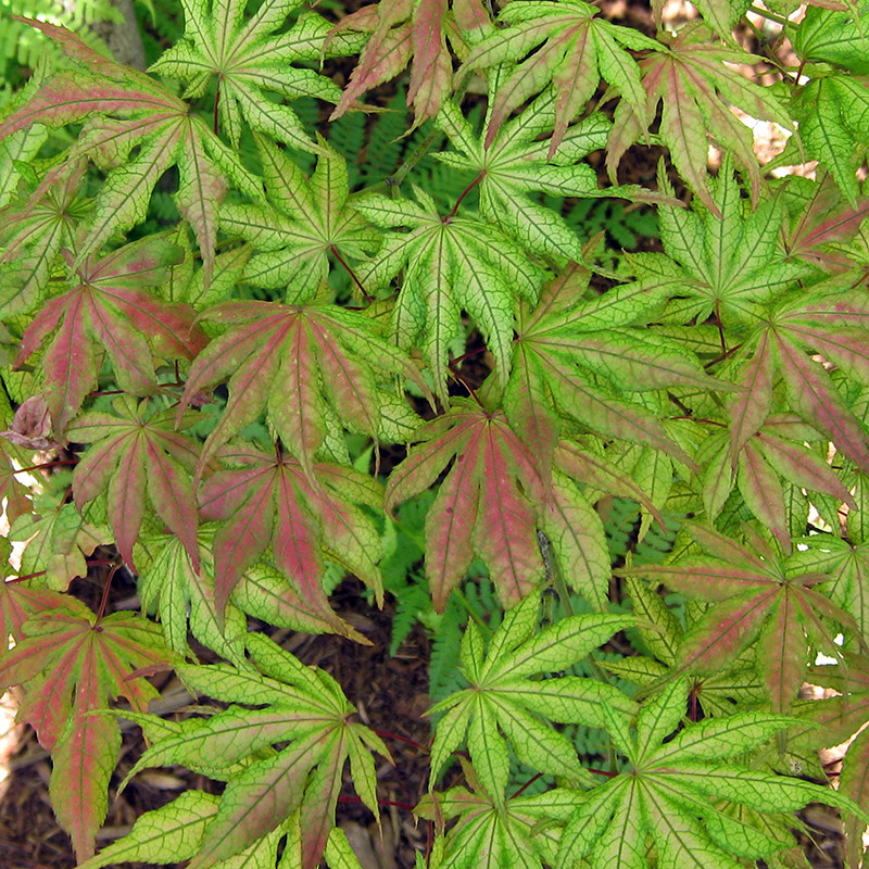 【日本枫树】赤鸭立泽脉纹红枫耐阴乔木日式庭院阳台花园鳗盆栽苗,淘宝优惠券,粉丝福利购,淘宝优惠卷