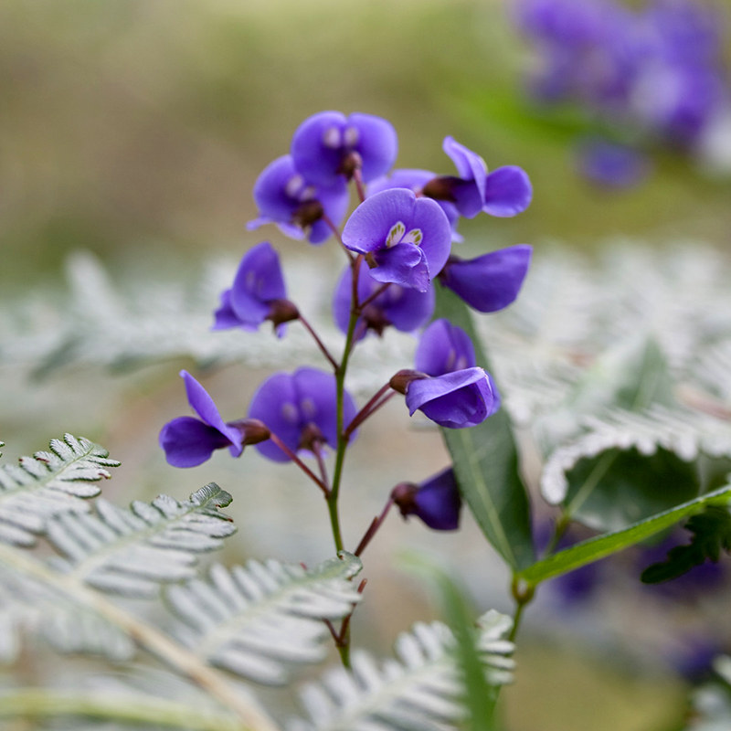 花园鳗哈登柏豆舞姬澳洲小紫藤四季常绿耐热爬藤花卉多年生珊瑚豆,淘宝优惠券,粉丝福利购,淘宝优惠卷