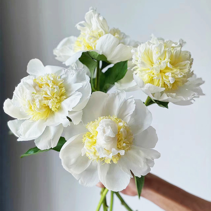 重瓣芍药鲜切花莎拉云南直发客厅水培植物插花观赏花束牡丹鲜花 - 图3