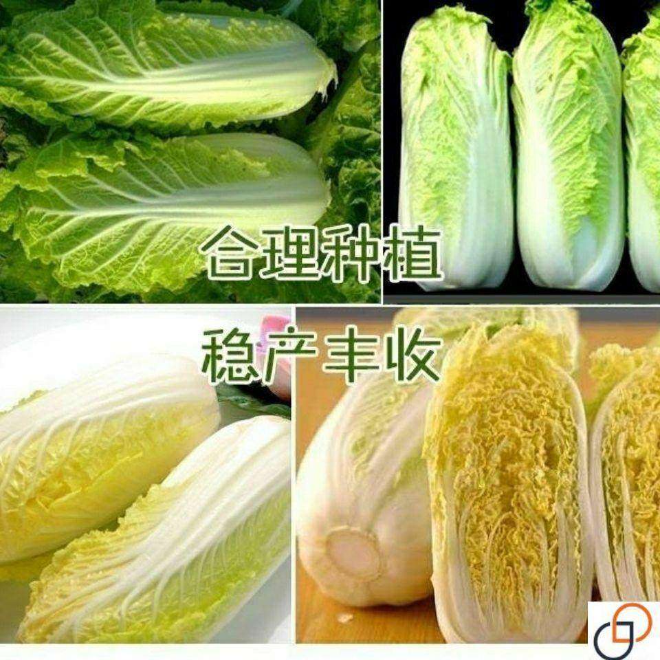 金娃娃菜种子四季 蔬菜种子 生长快 品质佳 菜籽春夏秋四季播种,淘宝优惠券,粉丝福利购,淘宝优惠卷