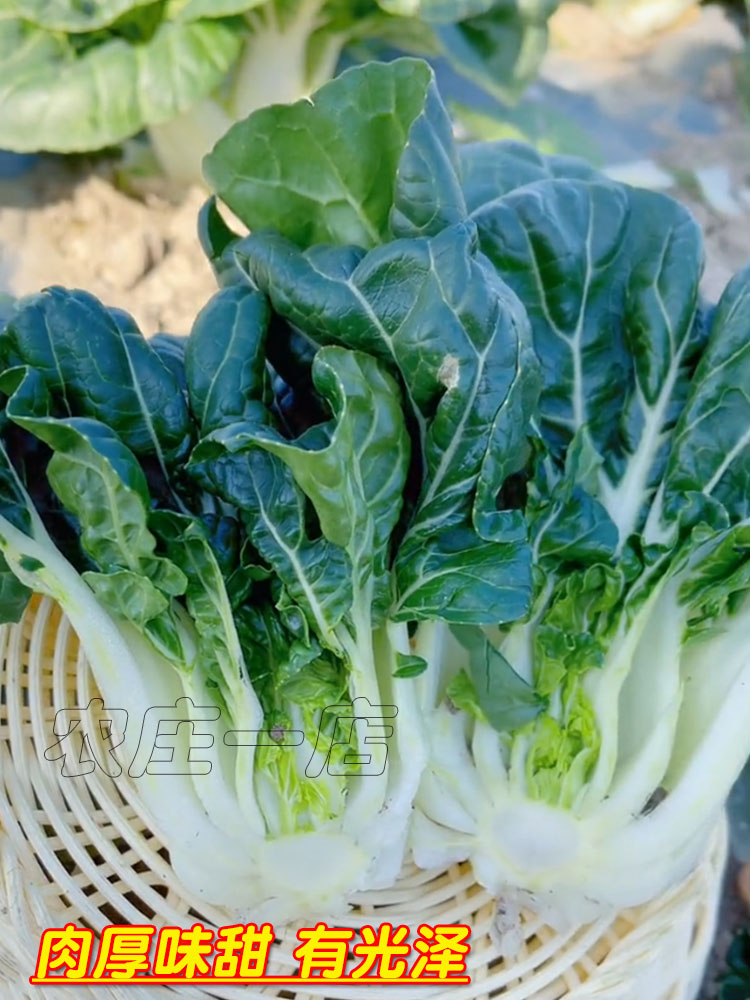 奶白菜种子小白菜青菜黑油菜春季四季蔬菜种籽秋矮脚秋播种孑冬季 - 图0