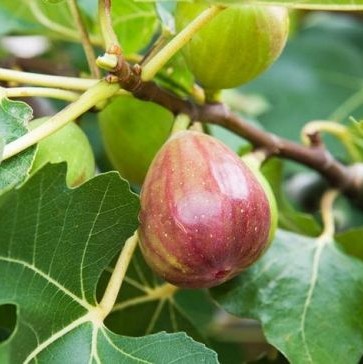 无花果种子四季庭院蜜饯播种观赏蜜果奶浆果文仙果树苗果树种子籽 - 图1