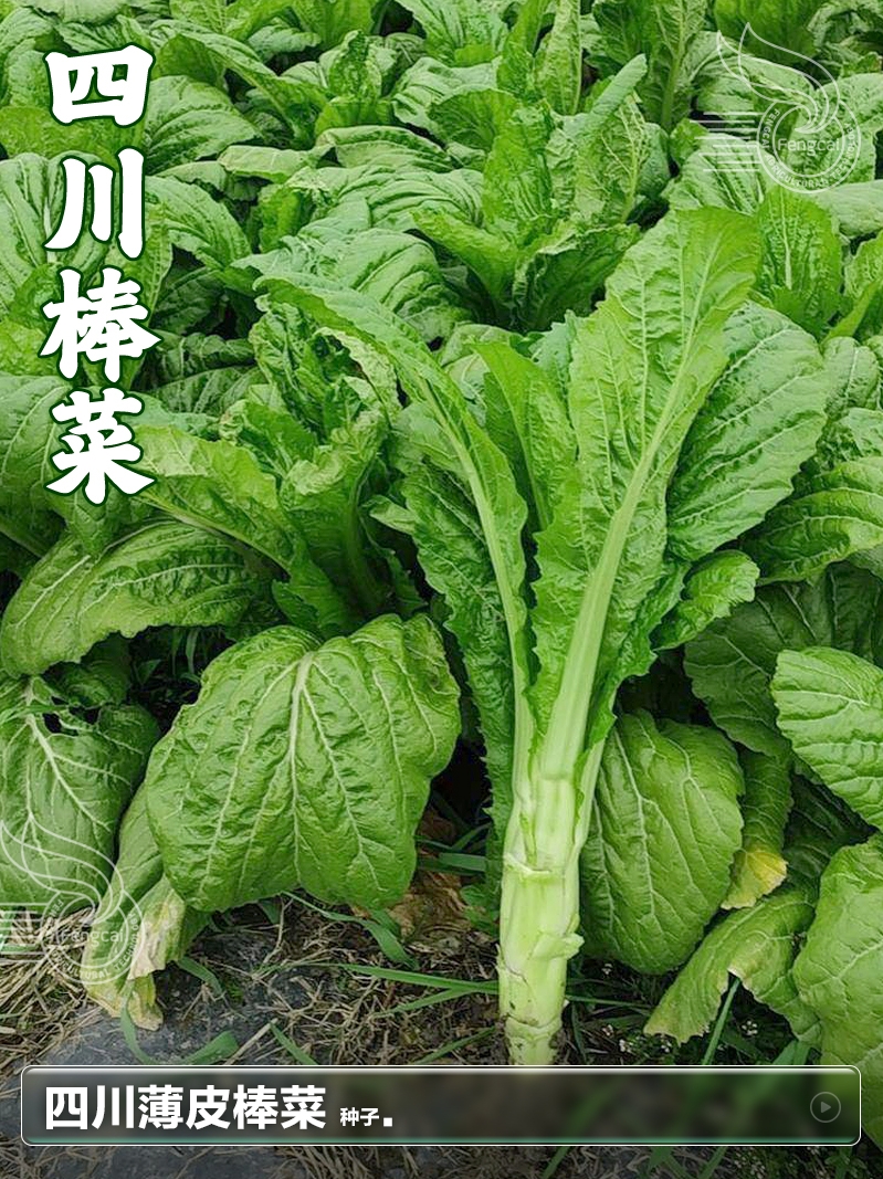 四川棒菜种子籽芥菜青菜南方秋后种的四季过年蔬菜种籽大全种孑子-图2