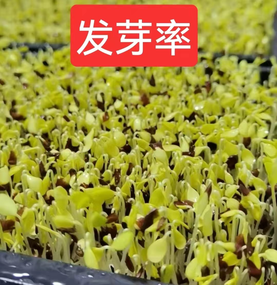 香椿籽香椿种子当年新种子北方陕西香椿苗香椿芽苗菜种子水培种菜