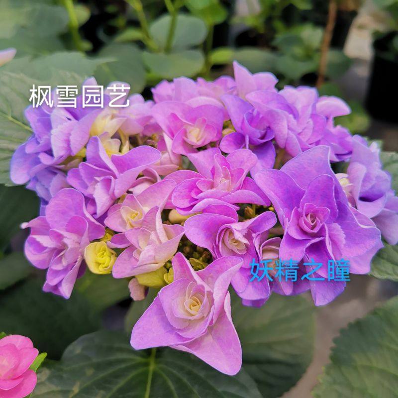 枫雪园艺阳台盆栽庭院花园植物观花卉日本进口绣球花妖精之瞳