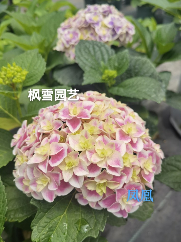 3.进口大花绣球植物牵牛星凤凰克鲁瓦星手鞠莎伦鲜溅花苗盆栽 - 图0