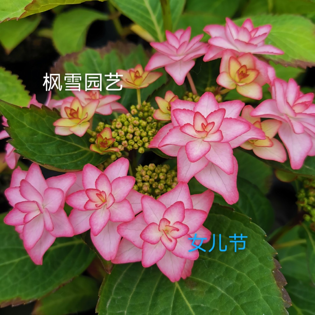 1.进口绣球花苗花卉盆栽植物女儿节彩色梦想细高跟恋物语4棵包邮 - 图1