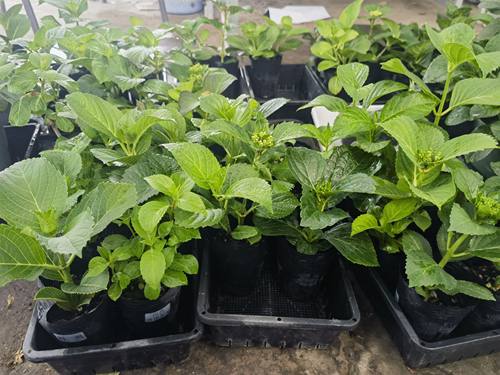 1.进口绣球花苗花卉盆栽植物彩色梦想卡伦细高跟惠子小姐4棵包邮 - 图2