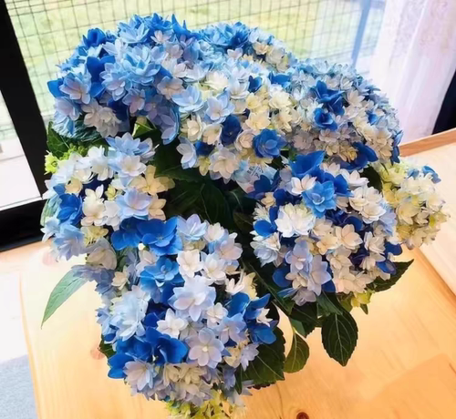 4.埃及艳后星集彩梦星空漫卷流光巡恋歌大花绣球植物盆栽花卉花苗 - 图0